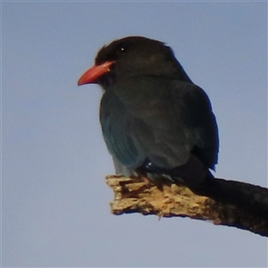 Eurystomus orientalis at Wagga Wagga, NSW - 27 Dec 2024 06:47 AM