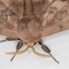 Anthela varia at Melba, ACT - 28 Dec 2024 11:08 PM