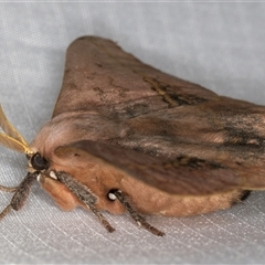 Anthela varia at Melba, ACT - 28 Dec 2024 11:08 PM