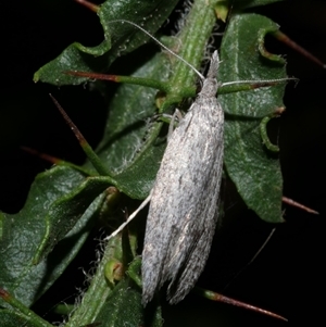 Phryganeutis cinerea at Freshwater Creek, VIC - 23 Apr 2020