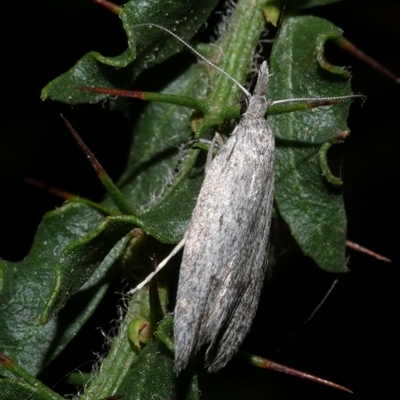 Phryganeutis cinerea (Chezala Group moth) at Freshwater Creek, VIC - 23 Apr 2020 by WendyEM