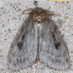 Leptocneria reducta (White Cedar Moth) at Melba, ACT - 28 Dec 2024 by kasiaaus