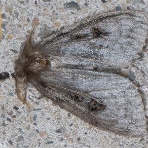 Leptocneria reducta at Melba, ACT - 28 Dec 2024