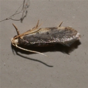 Hoplostega ochroma (a Eulechria Group moth) at Freshwater Creek, VIC by WendyEM