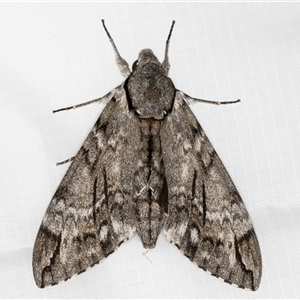 Psilogramma casuarinae (Privet Hawk Moth) at Melba, ACT by kasiaaus