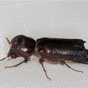 Xylion cylindricus (Auger beetle) at Melba, ACT by kasiaaus