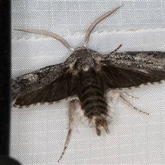 Cryptophasa irrorata (A Gelechioid moth (Xyloryctidae)) at Melba, ACT - 28 Dec 2024 by kasiaaus