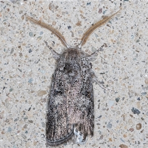 Cryptophasa irrorata at Melba, ACT - 28 Dec 2024