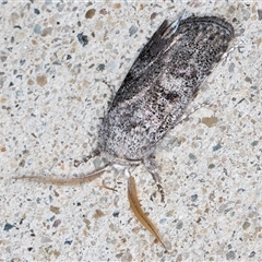 Cryptophasa irrorata at Melba, ACT - 28 Dec 2024