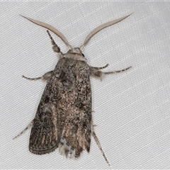 Cryptophasa irrorata at Melba, ACT - 28 Dec 2024