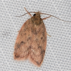 Oligoloba severa at Melba, ACT - 28 Dec 2024 11:19 PM