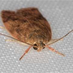 Oligoloba severa at Melba, ACT - 28 Dec 2024 11:19 PM