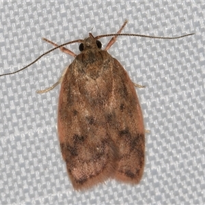 Oligoloba severa at Melba, ACT - 28 Dec 2024 11:19 PM