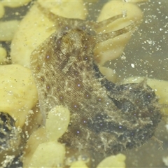 Unidentified Sea Slug, Sea Hare or Bubble Shell at Sunshine Bay, NSW - 29 Dec 2024 by Harrisi