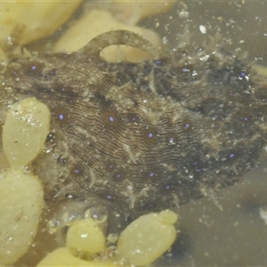 Bursatella leachii at Sunshine Bay, NSW - 29 Dec 2024 01:53 PM