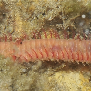 Unidentified Other Marine Invertebrate at Sunshine Bay, NSW by Harrisi