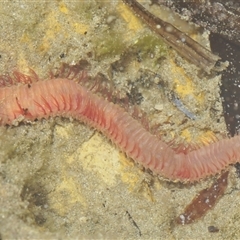 Unverified at suppressed - suppressed