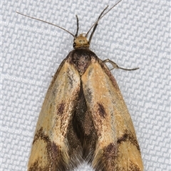 Olbonoma (genus) (A Concealer moth) at Melba, ACT - 29 Dec 2024 by kasiaaus