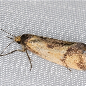 Olbonoma (genus) at Melba, ACT - 29 Dec 2024 11:22 PM