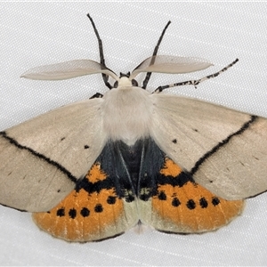 Gastrophora henricaria (Fallen-bark Looper, Beautiful Leaf Moth) at Melba, ACT by kasiaaus