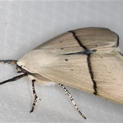 Gastrophora henricaria at Melba, ACT - 29 Dec 2024