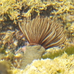 Unidentified Anemone, Jellyfish or Comb Jelly (Cnidaria, Ctenophora) at Benandarah, NSW - 28 Dec 2024 by Harrisi