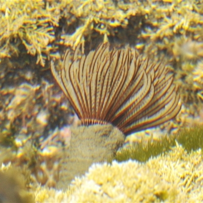 Sabellastarte australiensis at Benandarah, NSW - 29 Dec 2024 by Harrisi