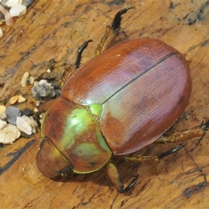 Anoplognathus sp. (genus) (Unidentified Christmas beetle) at Benandarah, NSW by Harrisi