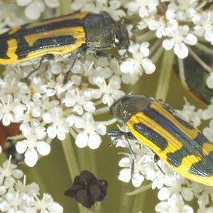 Castiarina costata (Jewel Beetle) at Moruya, NSW by Harrisi