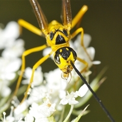 Unidentified Wasp (Hymenoptera, Apocrita) at Moruya, NSW - 29 Dec 2024 by Harrisi