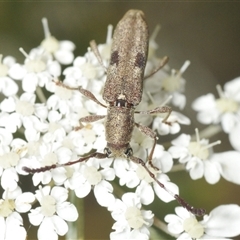 Pempsamacra tillides (Longhorn or longicorn beetle) at Moruya, NSW - 29 Dec 2024 by Harrisi