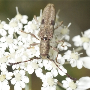 Unidentified Longhorn beetle (Cerambycidae) at Moruya, NSW by Harrisi