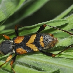 Aridaeus thoracicus (Tiger Longicorn Beetle) at Moruya, NSW - 29 Dec 2024 by Harrisi