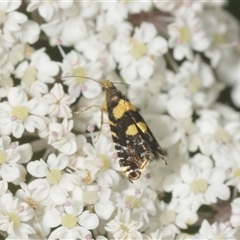 Glyphipterix chrysoplanetis at Moruya, NSW - 29 Dec 2024 by Harrisi