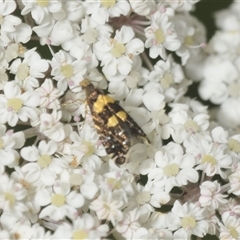 Glyphipterix chrysoplanetis at Moruya, NSW - 29 Dec 2024 03:09 PM
