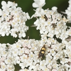 Glyphipterix chrysoplanetis at Moruya, NSW - 29 Dec 2024 03:09 PM