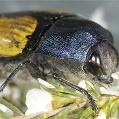 Temognatha suturalis (Boldly sutured jewel beetle) at Oallen, NSW - 30 Dec 2024 by Harrisi