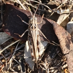 Chortoicetes terminifera (Australian Plague Locust) at Chiltern, VIC - 27 Dec 2024 by KylieWaldon