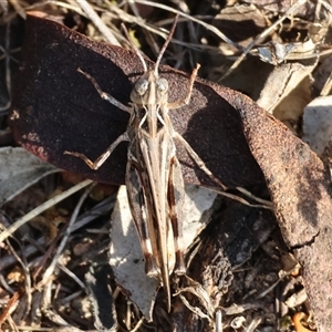 Chortoicetes terminifera at Chiltern, VIC - 27 Dec 2024