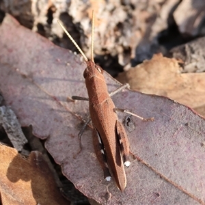 Goniaea opomaloides (Mimetic Gumleaf Grasshopper) at Chiltern, VIC by KylieWaldon