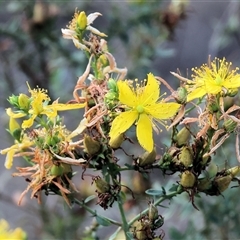 Hypericum perforatum at Chiltern, VIC - 26 Dec 2024 by KylieWaldon