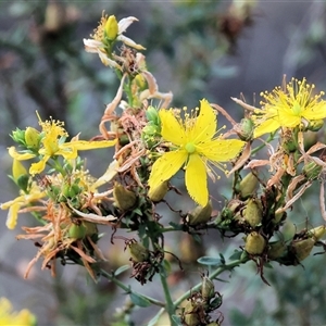 Hypericum perforatum at Chiltern, VIC - 27 Dec 2024 07:37 AM
