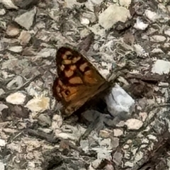 Heteronympha merope (Common Brown Butterfly) at Yanakie, VIC - 30 Dec 2024 by Louisab