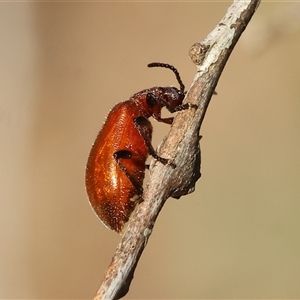 Ecnolagria grandis at Chiltern, VIC - 27 Dec 2024