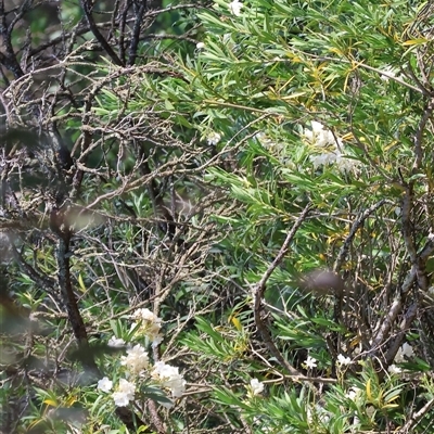 Nerium oleander (Oleander) at Chiltern, VIC - 27 Dec 2024 by KylieWaldon