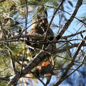 Calyptorhynchus lathami lathami at Bullio, NSW - suppressed