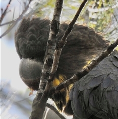 Calyptorhynchus lathami lathami at Bullio, NSW - suppressed