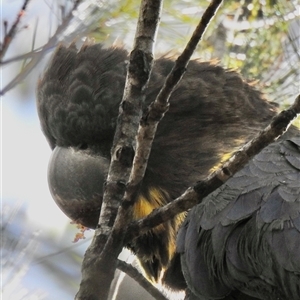 Calyptorhynchus lathami lathami at Bullio, NSW - suppressed