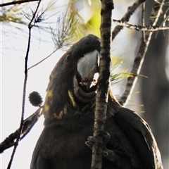 Calyptorhynchus lathami lathami at Bullio, NSW - suppressed