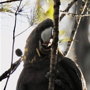 Calyptorhynchus lathami lathami at Bullio, NSW - suppressed